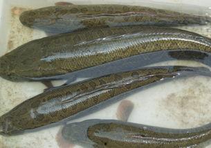 国产乌鱼喂养注意事项视频,视频详解关键注意事项 第2张 国产乌鱼喂养注意事项视频,视频详解关键注意事项 第2张